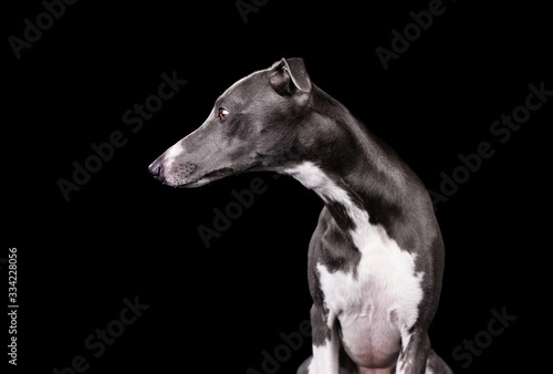 Whippet