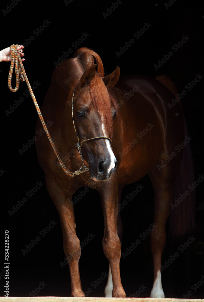 Fototapeta premium Bay arabian racehorse portrait in dark stable background