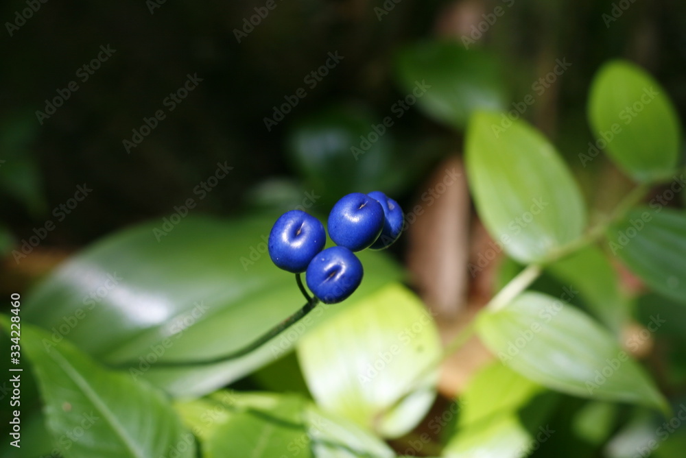 myrtille ou bleuets sauvage dans la forêt myrtille ou bleuets sauvage dans la forêt