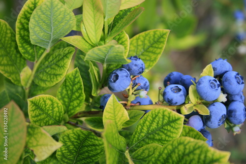 Self-picking blueberries or blueberries in the fields in summer for organic and organic food to pick yourself