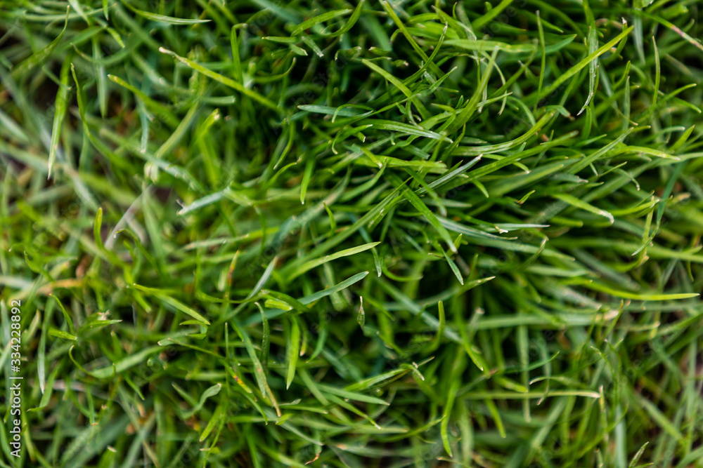 herbe