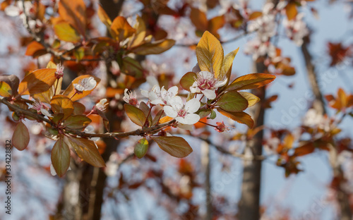 Tree Branches With Spring Blossom