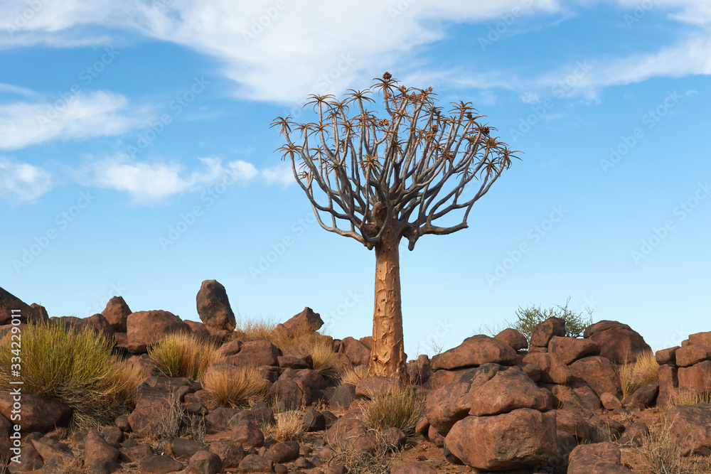 Naklejka premium Quiver Trees (kokerboom) in Namibia