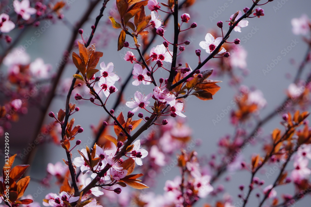 a flowering tree with red or pink flowers in spring. flowers close-up, screensaver or background with the smell of spring. Beautiful cherry blossom sakura a flowering tree with red or pink flowers in spring. flowers close-up, screensaver or background with the smell of spring. Beautiful cherry blossom sakura