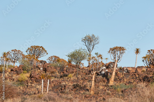 Quiver Trees  kokerboom  in Namibia