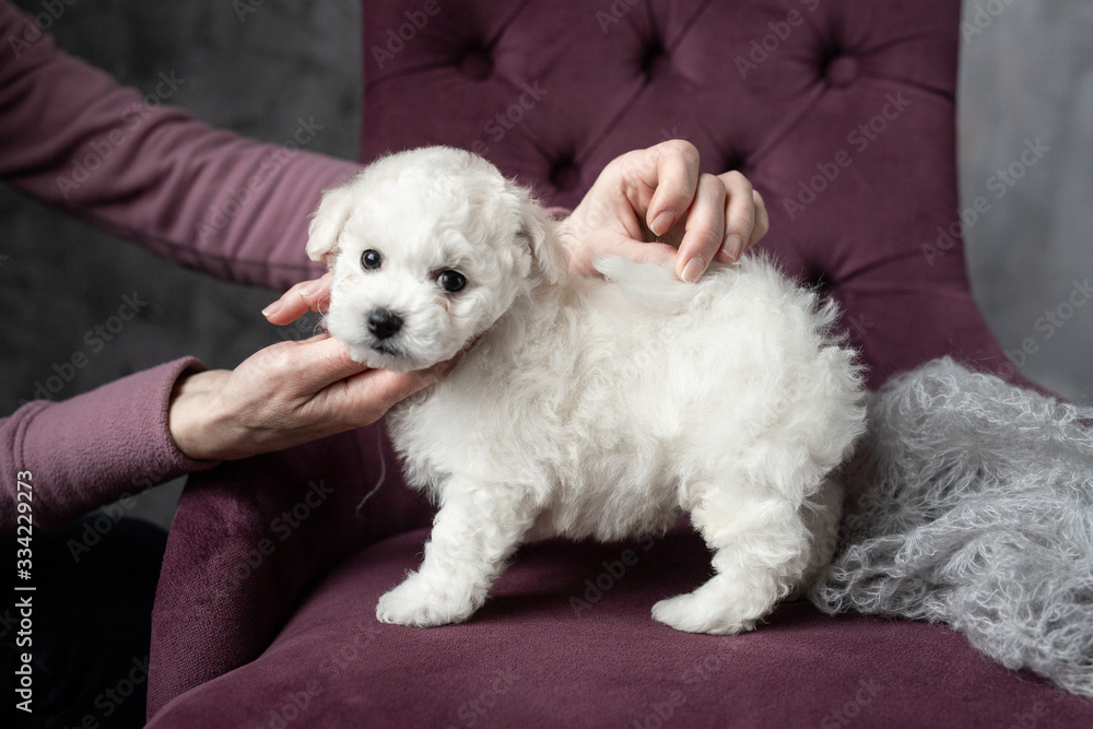 little small white puppy Bichon Frize on a chair. looking up. copy space little small white puppy Bichon Frize on a chair. looking up. copy space