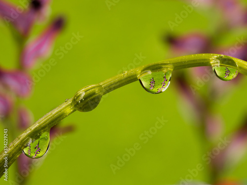 Drops of water suspended on a twig.