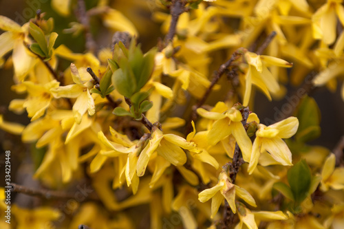 fleur jaune gros plan