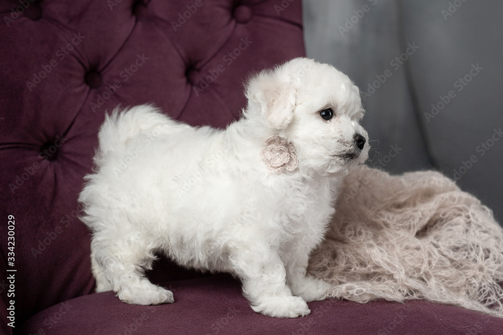 little small white puppy Bichon Frize on a chair. looking up. copy space little small white puppy Bichon Frize on a chair. looking up. copy space