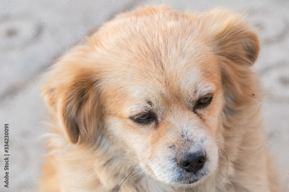 Fototapeta premium Portrait of happy faced gold furred dog without pedigree posing to the camera
