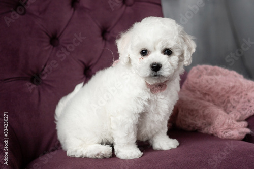 little small white puppy Bichon Frize on a chair. looking up. copy space
