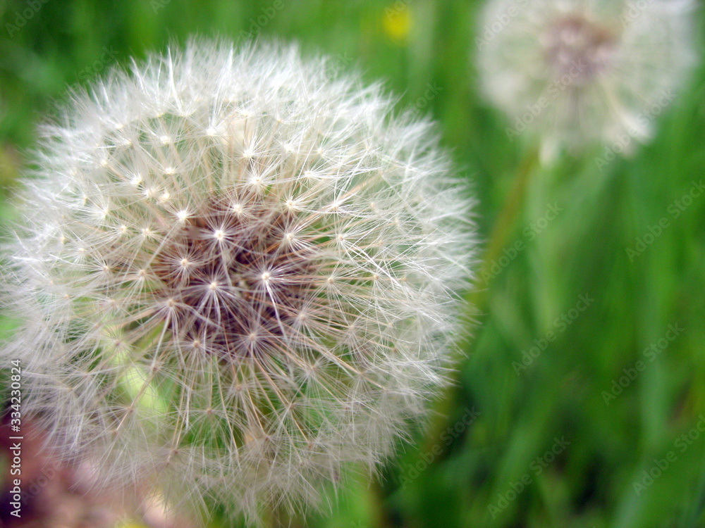 Fototapeta premium closeup of dandelion