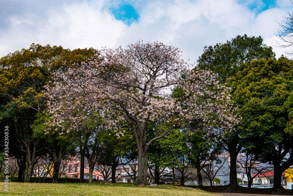 Fototapeta premium 南立石のヤマサクラ