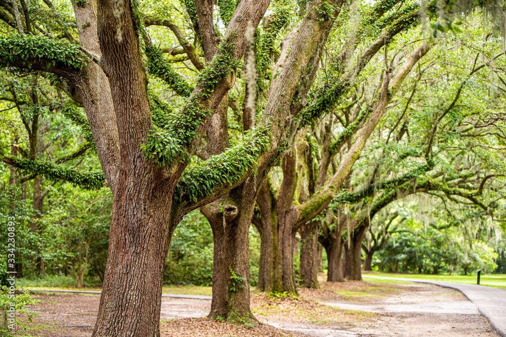 Fototapeta premium tree in the park