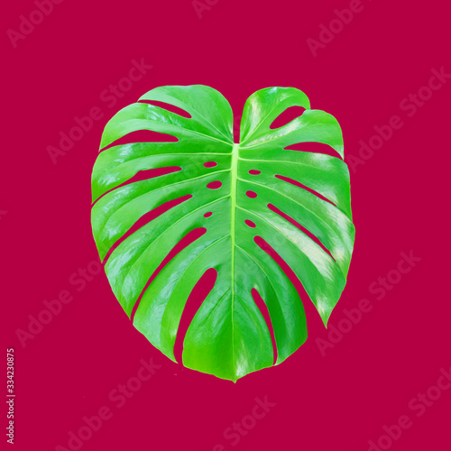 Monstera 