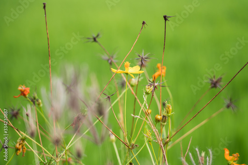 Yellow flowers in a remote rural field are naturally beautiful.