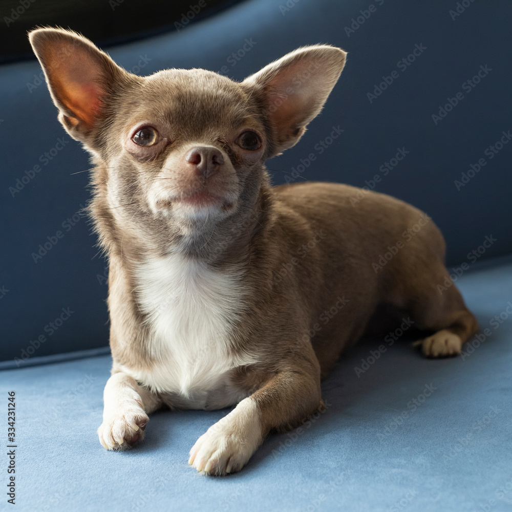 small brown chihuahua is lying on blue sofa. Pet care and development.