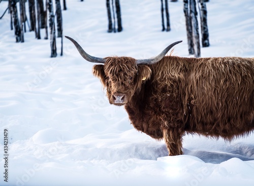 Highland Cattle In Montana 