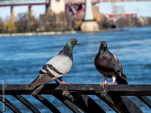 Photography Two Pigeons