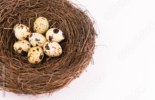  Quail eggs in a nest on a white background. Copy space Top view.