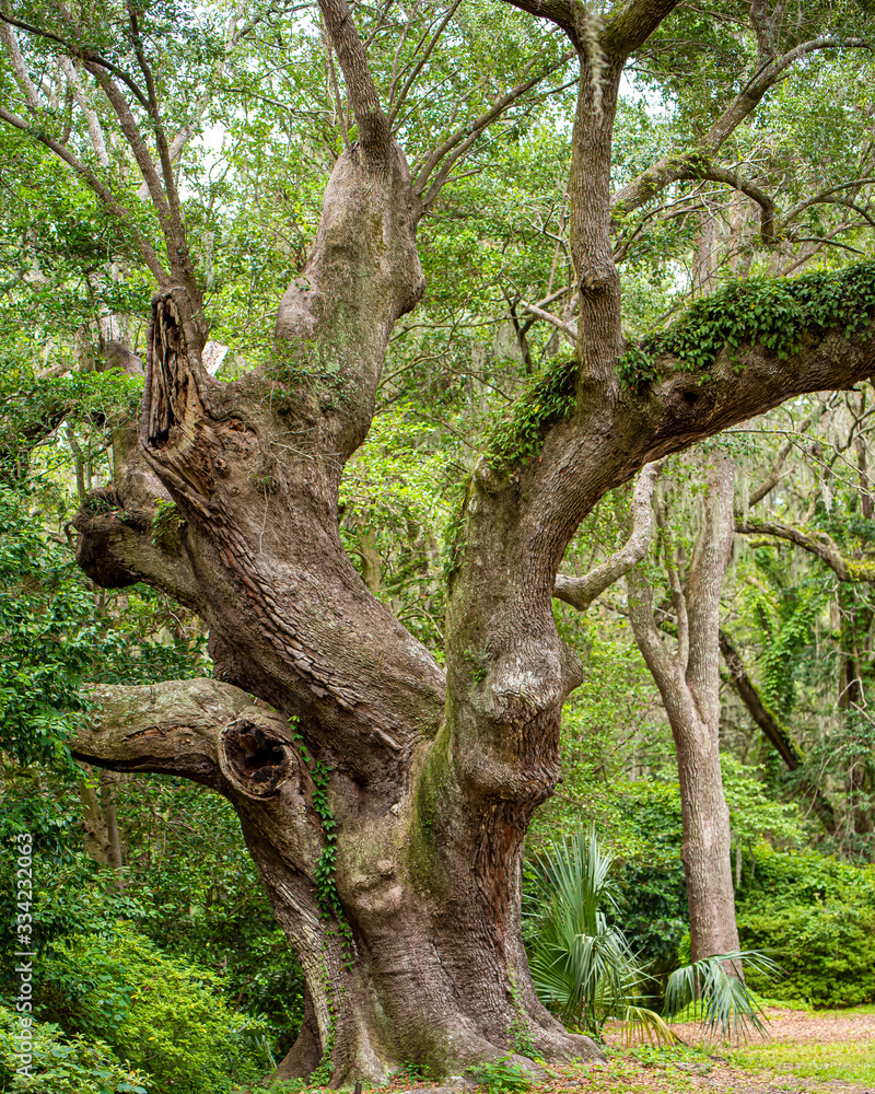 tree in the forest tree in the forest