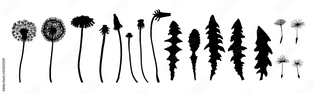 Dandelion flowers, seeds and leaves set. Ink silhouette drawing. Botanical illustration. Meadow or field grass. Vector - obrazy, fototapety, plakaty 