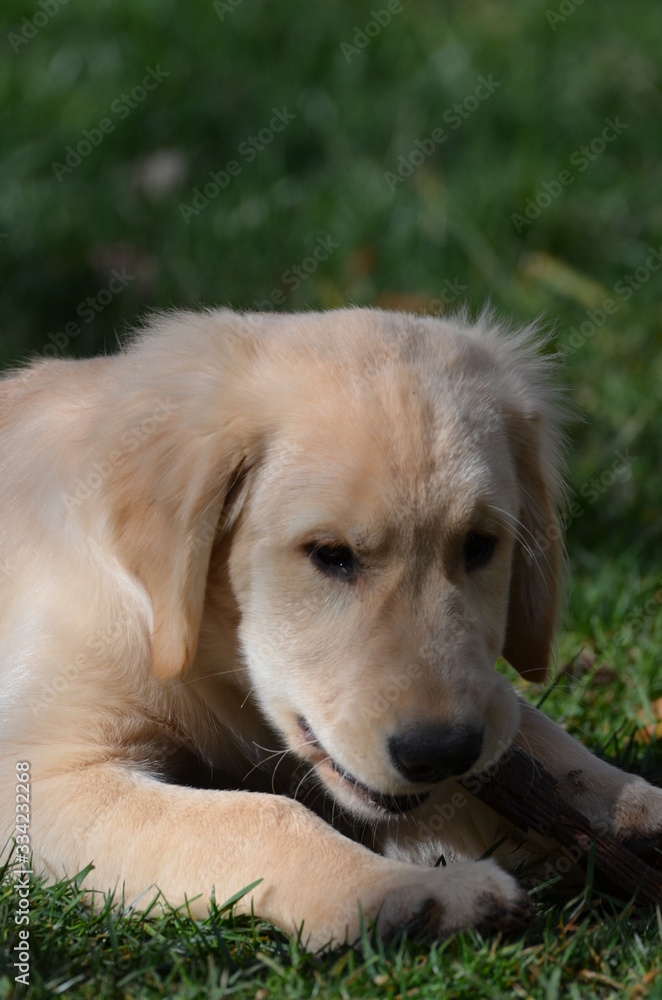 Golden retriever puppy chewing