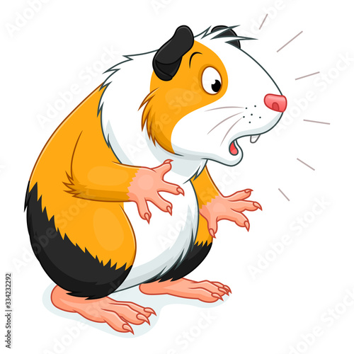 Surprised guinea pig