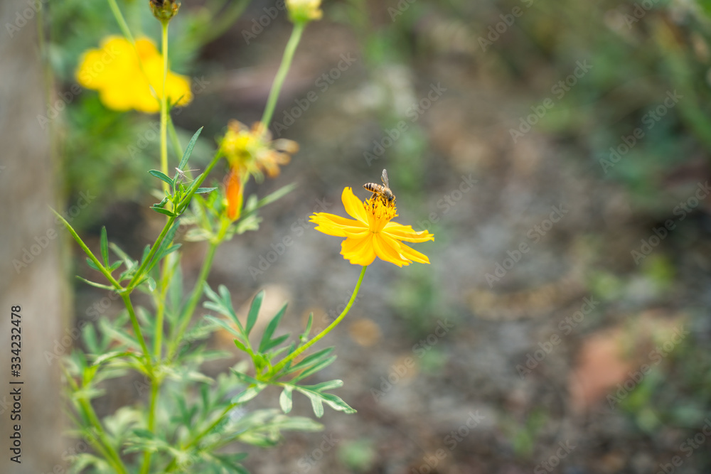 Yellow flowers in a remote rural field are naturally beautiful. Yellow flowers in a remote rural field are naturally beautiful.