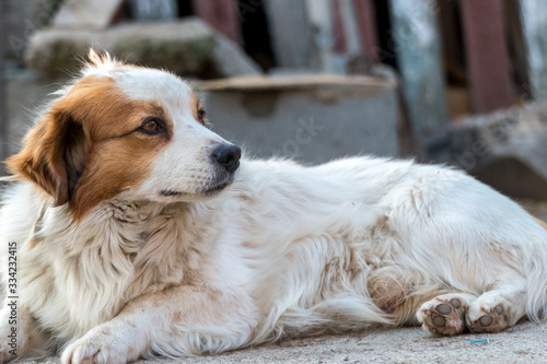 Portrait of a happy looking dog with white furr and brown spot in eye and ear area posing to the camera