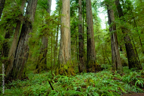 Redwood Trees in Jedediah Smith State Park  California