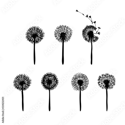 Dandelion flower set with flying seeds. Ink plant drawing. Floral silhouette. Botanical illustration. Vector