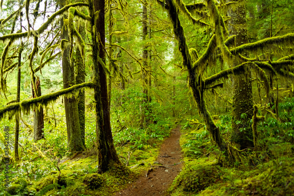 Fototapeta premium Old Growth Rainforest, Oregon