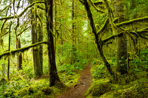 Old Growth Rainforest  Oregon