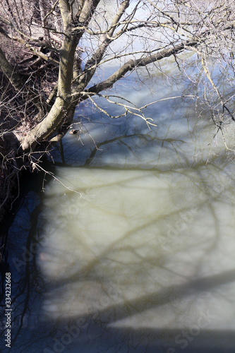 tree by a riverbank in the forest