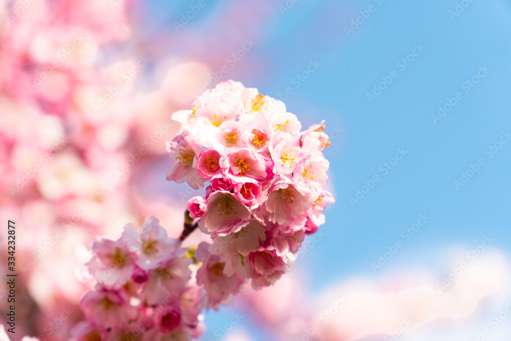 Pink and red Cherry tree blossom