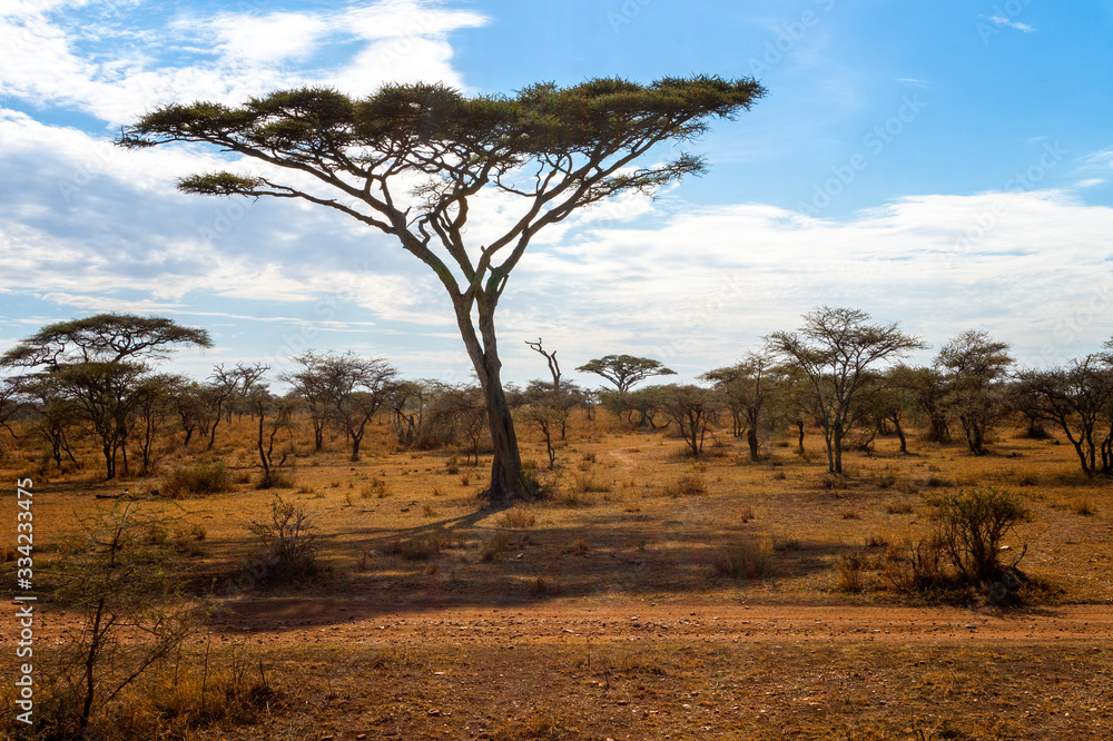 Tree in Serengeti landscape safari tour Tanzania