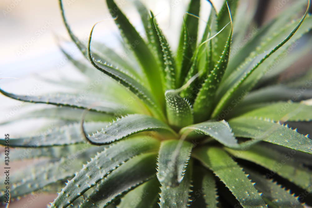 Fototapeta premium aloe vera plant
