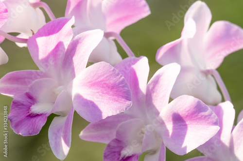 bouquet of beautiful orchid flowers