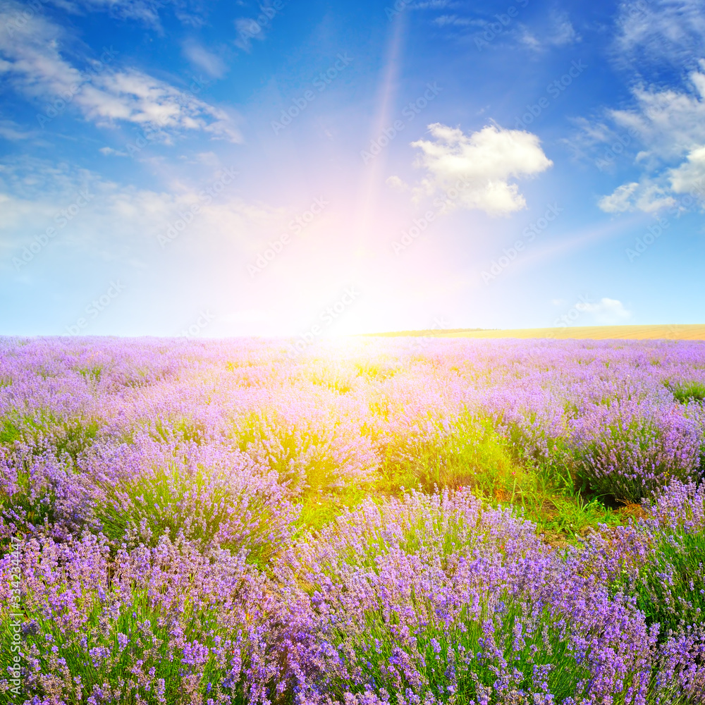 Lavender field at sunset. Agricultural landscape.