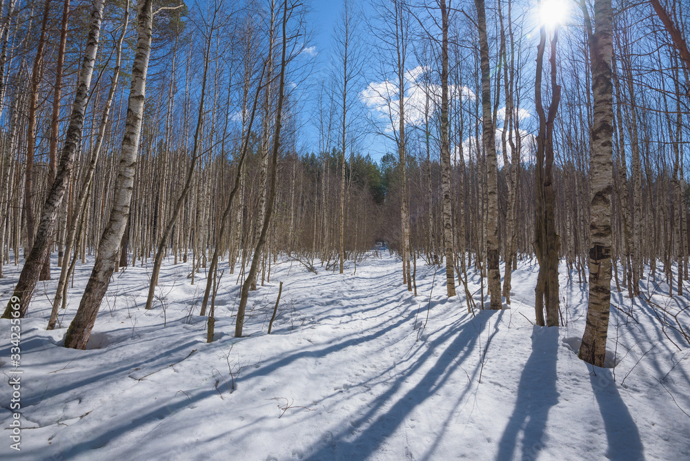 White birches in the forest. Early spring in a birch grove. The white trunks of trees. There are white clouds in the blue sky. White birches in the forest. Early spring in a birch grove. The white trunks of trees. There are white clouds in the blue sky.