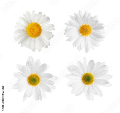 Set of beautiful chamomile flowers on white background  top view