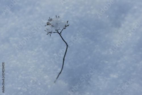 stalk in the snow middle of winter