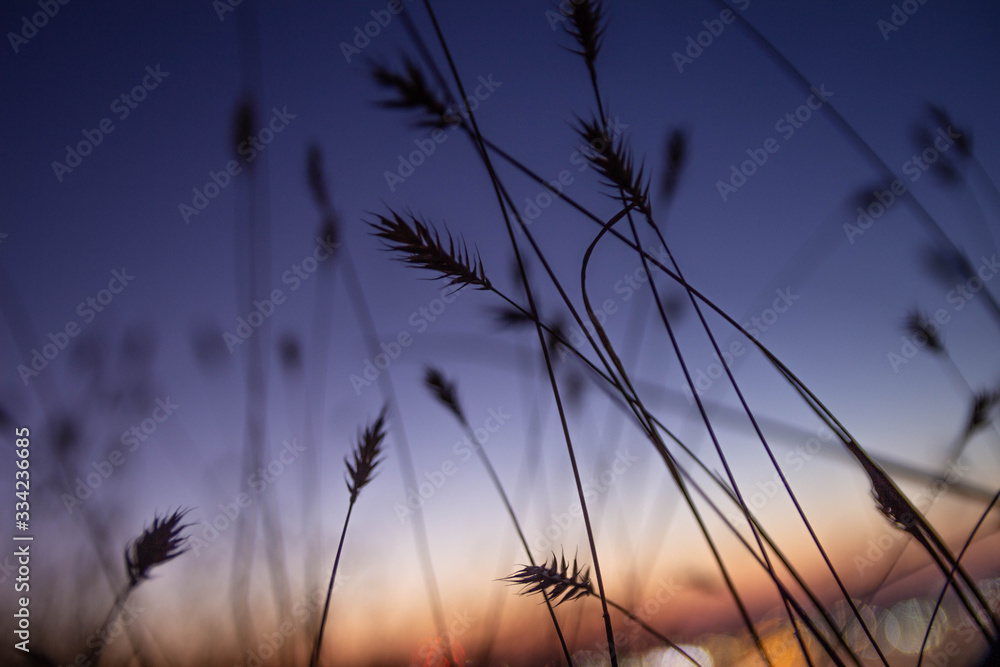 Obraz premium at sunset