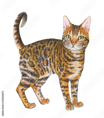 Purebred Toyger cat looks straight into the soul.  Cute pet illustration on white background