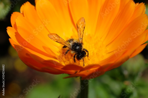 bee on flower © Roman