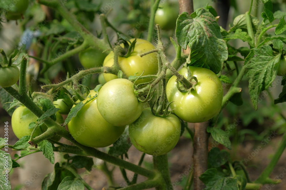 green tomatoes growing in the garden green tomatoes growing in the garden