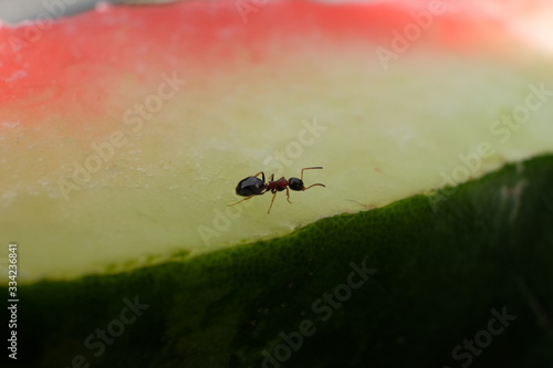 ant