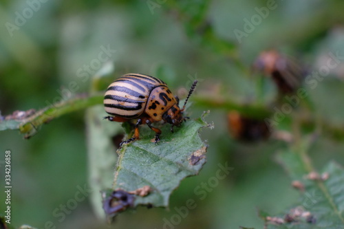 beetle on leaf
