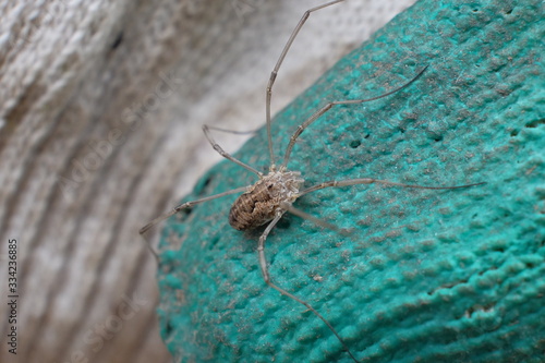 spider